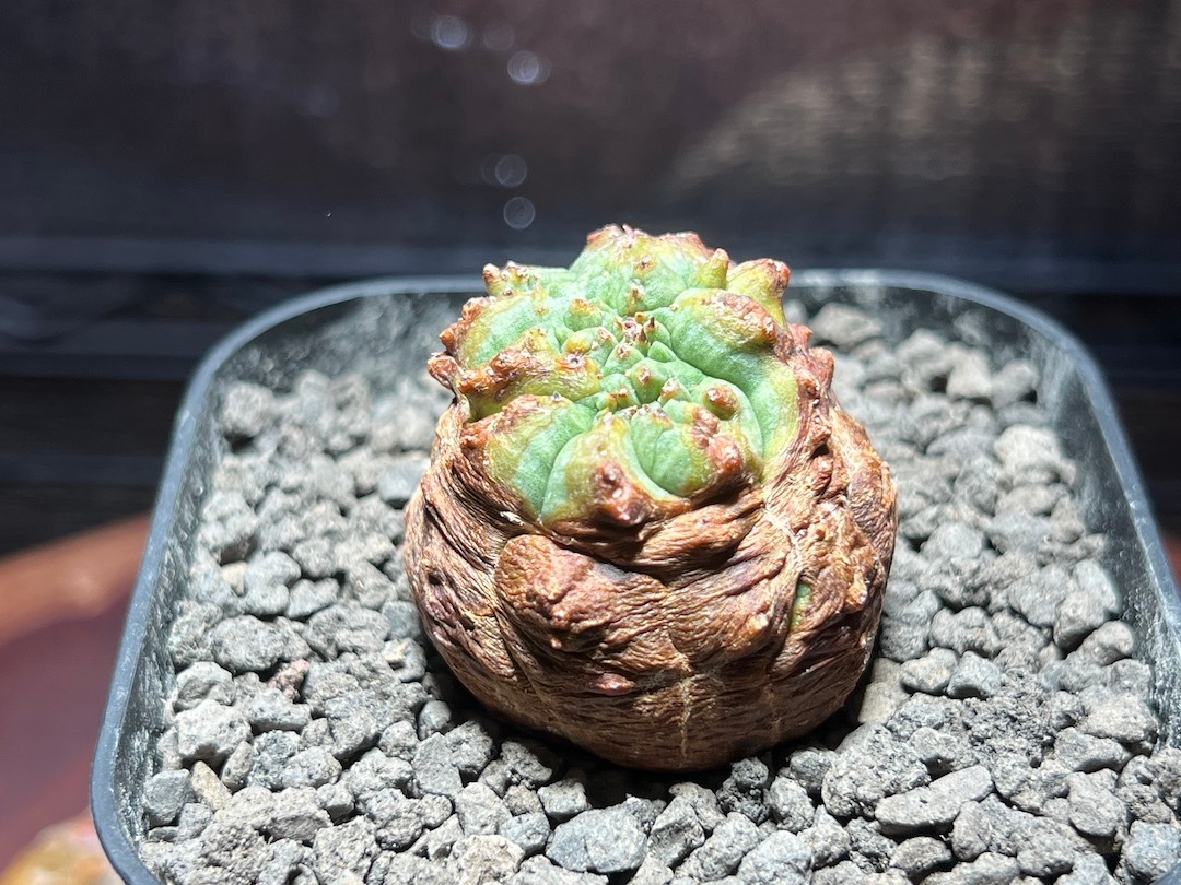 【モンスト】【鬼の木質化株】 輸入株 ユーフォルビア・オベサ