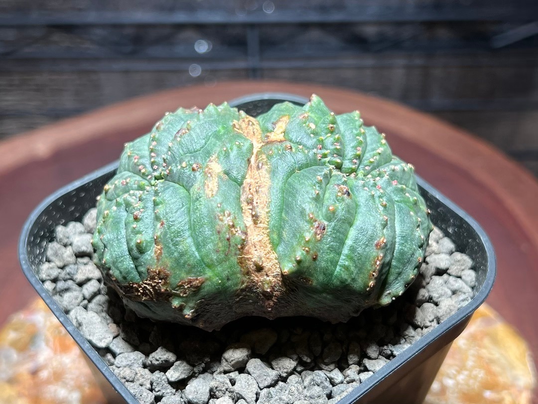 【扁平モンスト2頭】輸入株 ユーフォルビア・オベサ