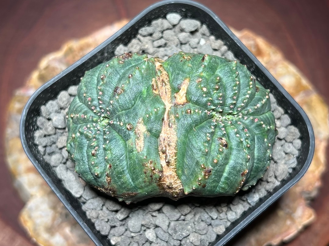 激レア 2頭 モンスト ユーフォルビア オベサ Euphorbia obesa 激レア 2頭 モンスト ユーフォルビア オベサ Euphorbia obesa