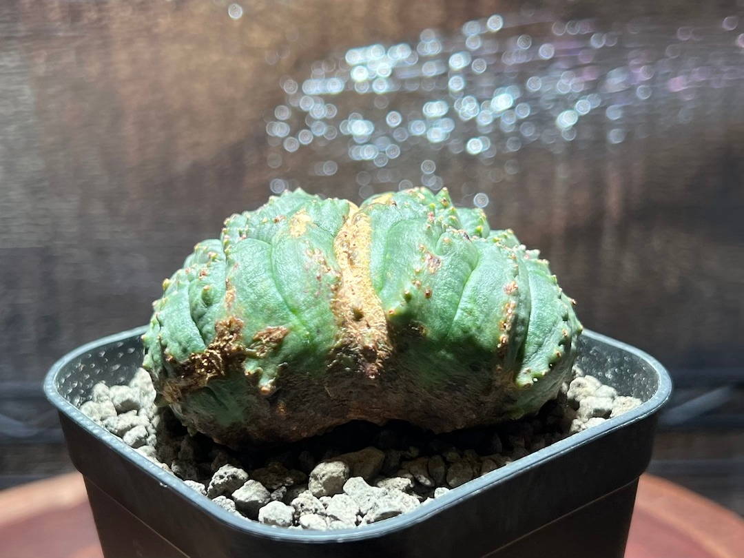 ユーフォルビアオベサモンスト 捻じれ モンスト オベサ / ユーフォルビア | LIGHTHOUSE.PLANTS