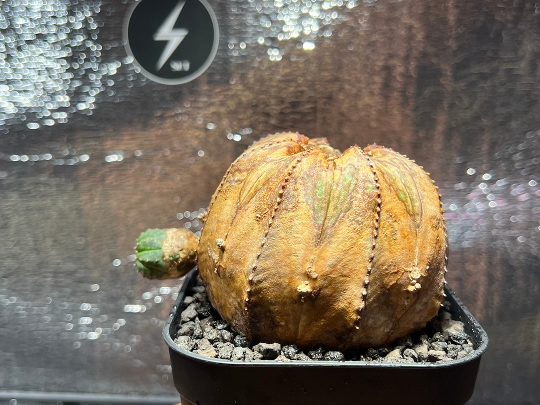 【超稀少玉葱オベサ】輸入株 ユーフォルビア・オベサ