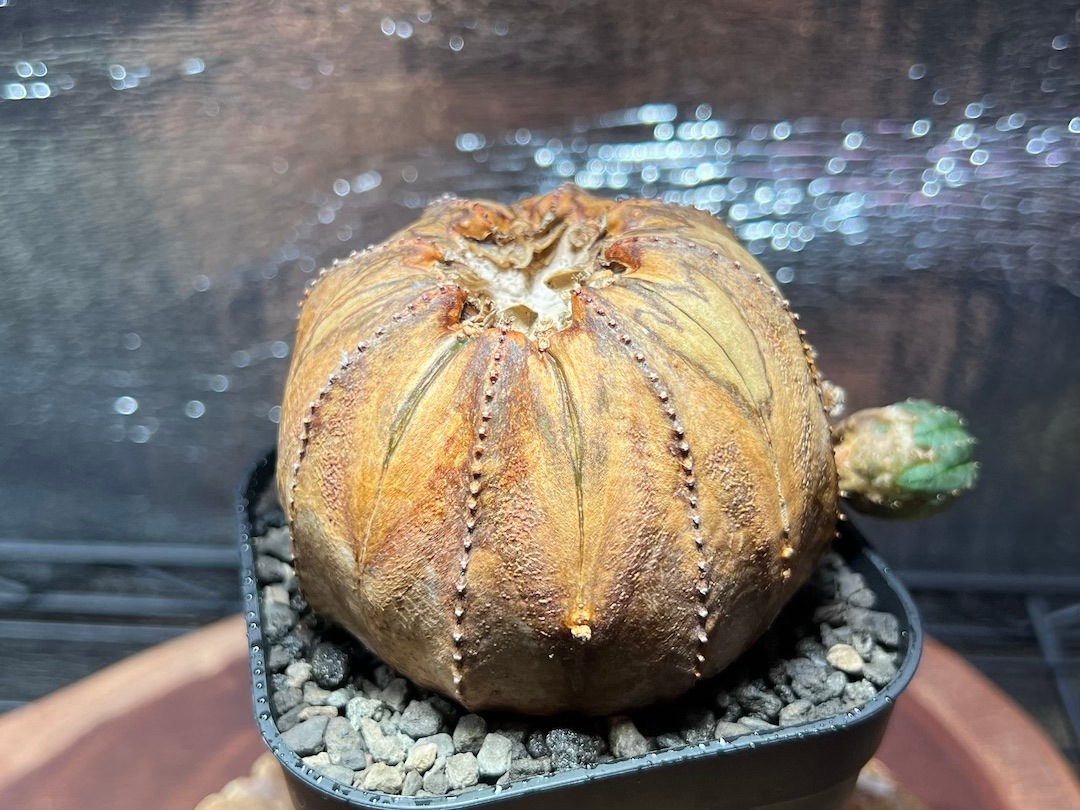 【超稀少玉葱オベサ】輸入株 ユーフォルビア・オベサ