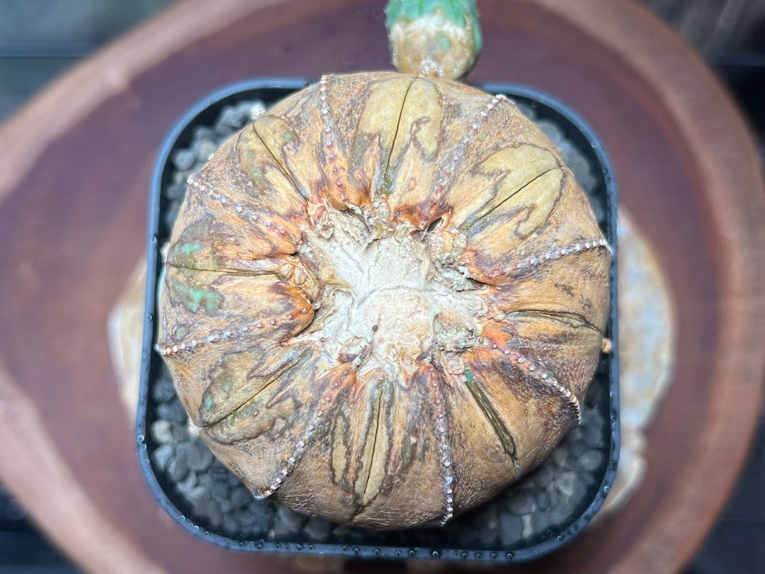 【超稀少玉葱オベサ】輸入株 ユーフォルビア・オベサ