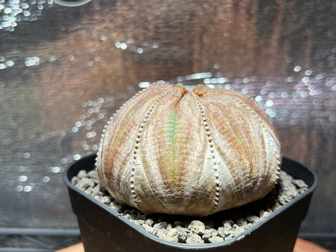 【極美木質化扁平】レア株 輸入株 ユーフォルビア・オベサ