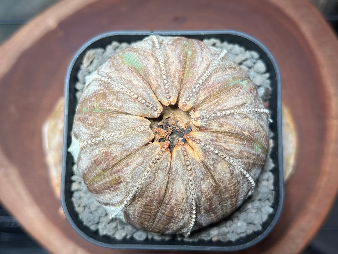 【極美木質化扁平】レア株 輸入株 ユーフォルビア・オベサ