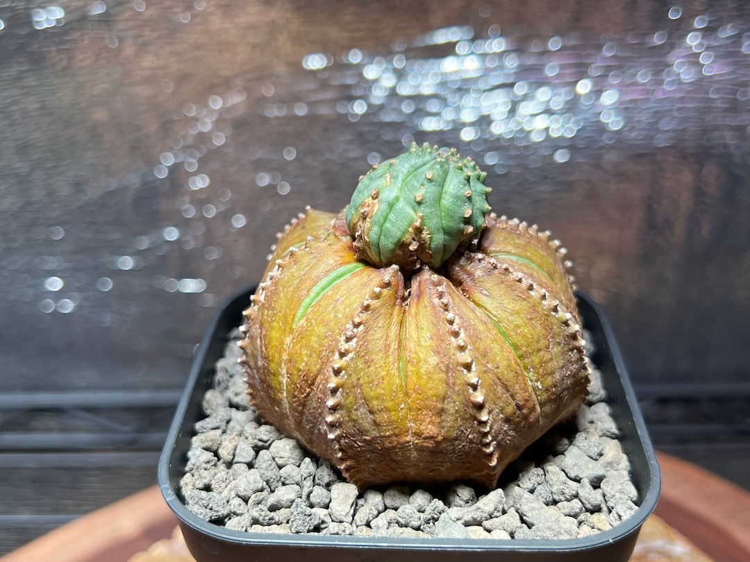 ユーフォルビア・オベサ(Euphorbia obesa) 作家鉢付き 雪だるま型 ブロンズ木質化雪だるま】成長点潰れ レア株 輸入株