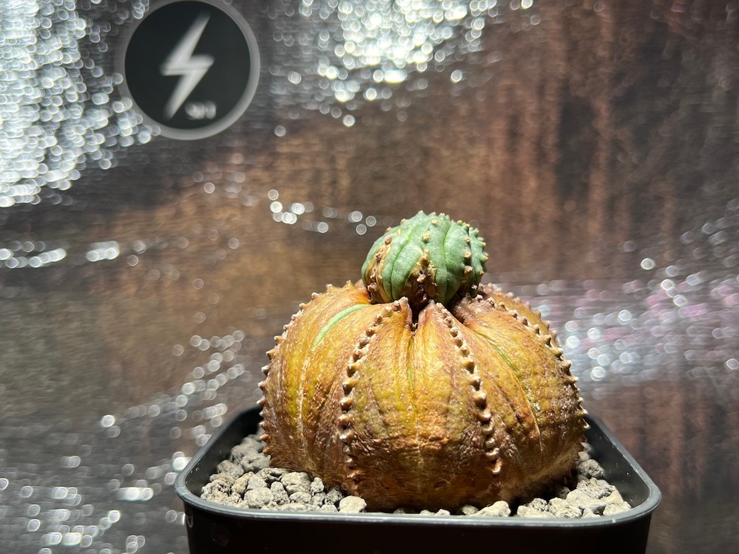 ブロンズ木質化雪だるま】成長点潰れ レア株 輸入株 ユーフォルビア