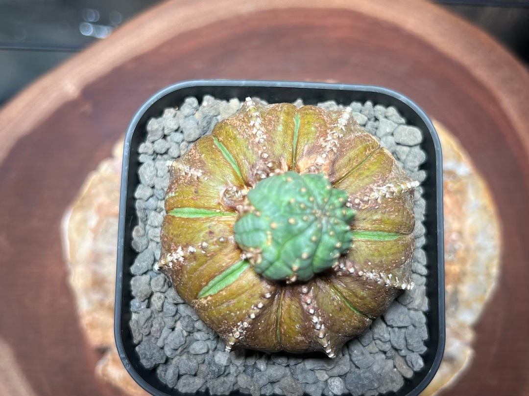 ブロンズ木質化雪だるま】成長点潰れ レア株 輸入株 ユーフォルビア