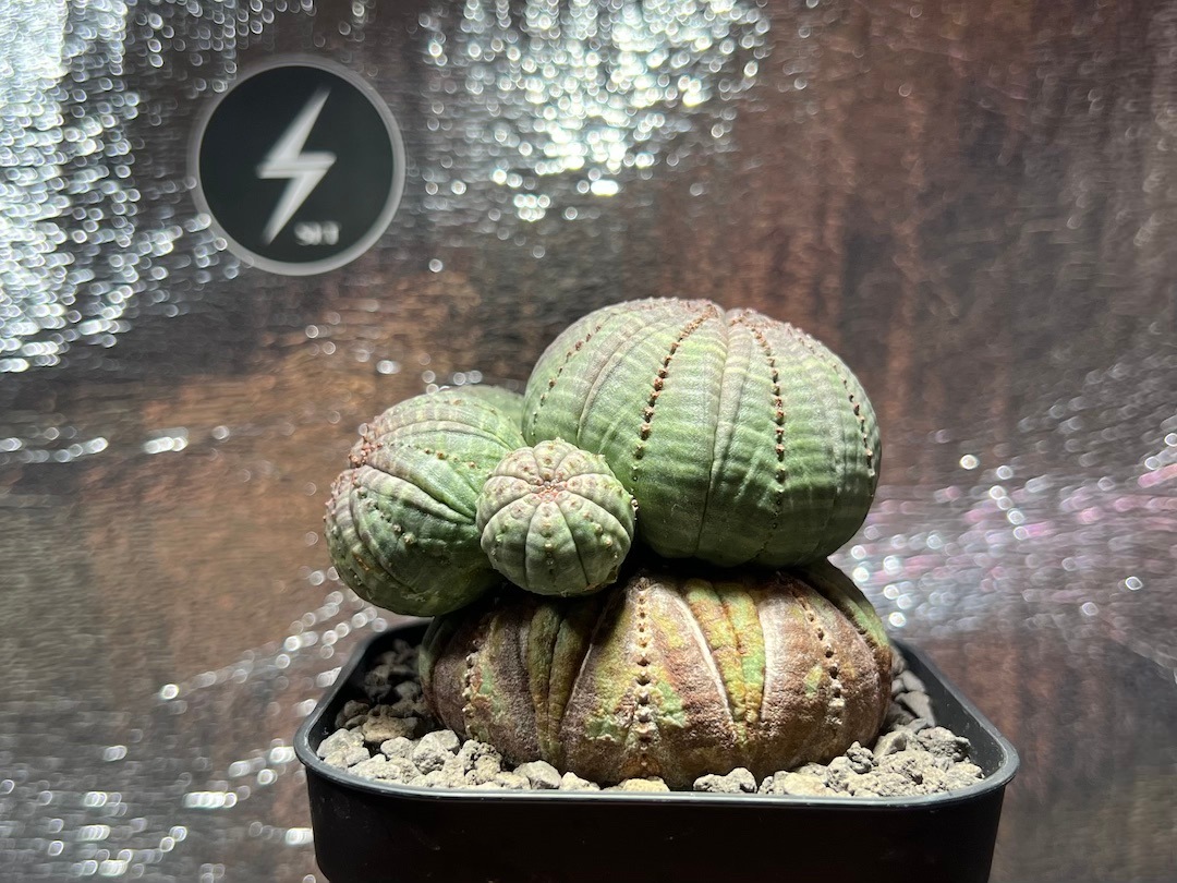 ユーフォルビア・オベサ（Euphorbia obesa） 作家鉢付き 雪だるま型 ユーフォルビア・オベサ（Euphorbia obesa） 作家鉢付き 雪だるま型