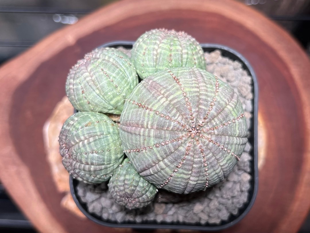 成長点潰れ大家族雪だるま】レア株 輸入株 ユーフォルビア