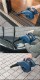 �᤭���Ф����ݤˡ� RYOBI ��硼�� �֥�� BL-3500
