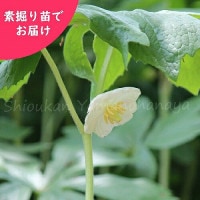 ꥫϥåǷġ/Ȭϡ/ݥɥե/ٺѤ