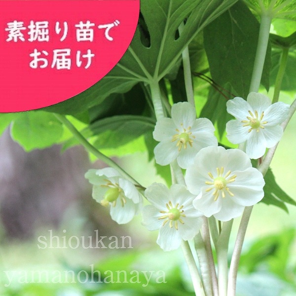 紫桜館山の花屋 | 全商品一覧 - 「アメリカハッカクレン 素掘り苗 山