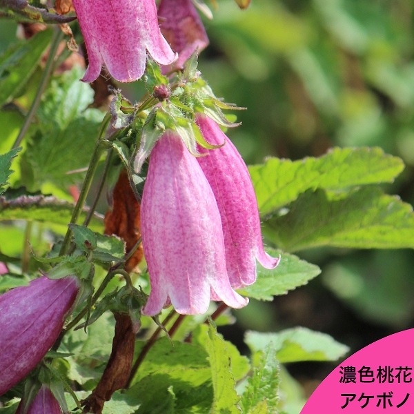 【ほたる】山野草ポット苗 紫桜館山の花屋 | オンライン見積もり - 「濃桃花ホタルブクロ