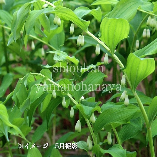 【随時出荷中！】ナルコユリの苗 　約5.5キロ※土付き　発芽から10年以上　特大 班入り ナルコユリ 苗 5株 ＊ アマドコロ 鳴子百合 山野草 多年草 多肉