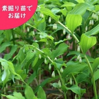 ޥɥǷġ/Ϸ/ʥ륳/ٺѤ