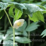 ����ꥫ�ϥå������10.5cm�ݥå��ġ�������/�Ѵ���¿ǯ��/��������Ȭ��ϡ/�ݥɥե����/����̲ �Ͼ���̵��