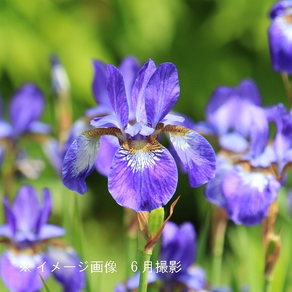 紫桜館山の花屋 | オンライン見積もり - 「ノアヤメ 10.5cm