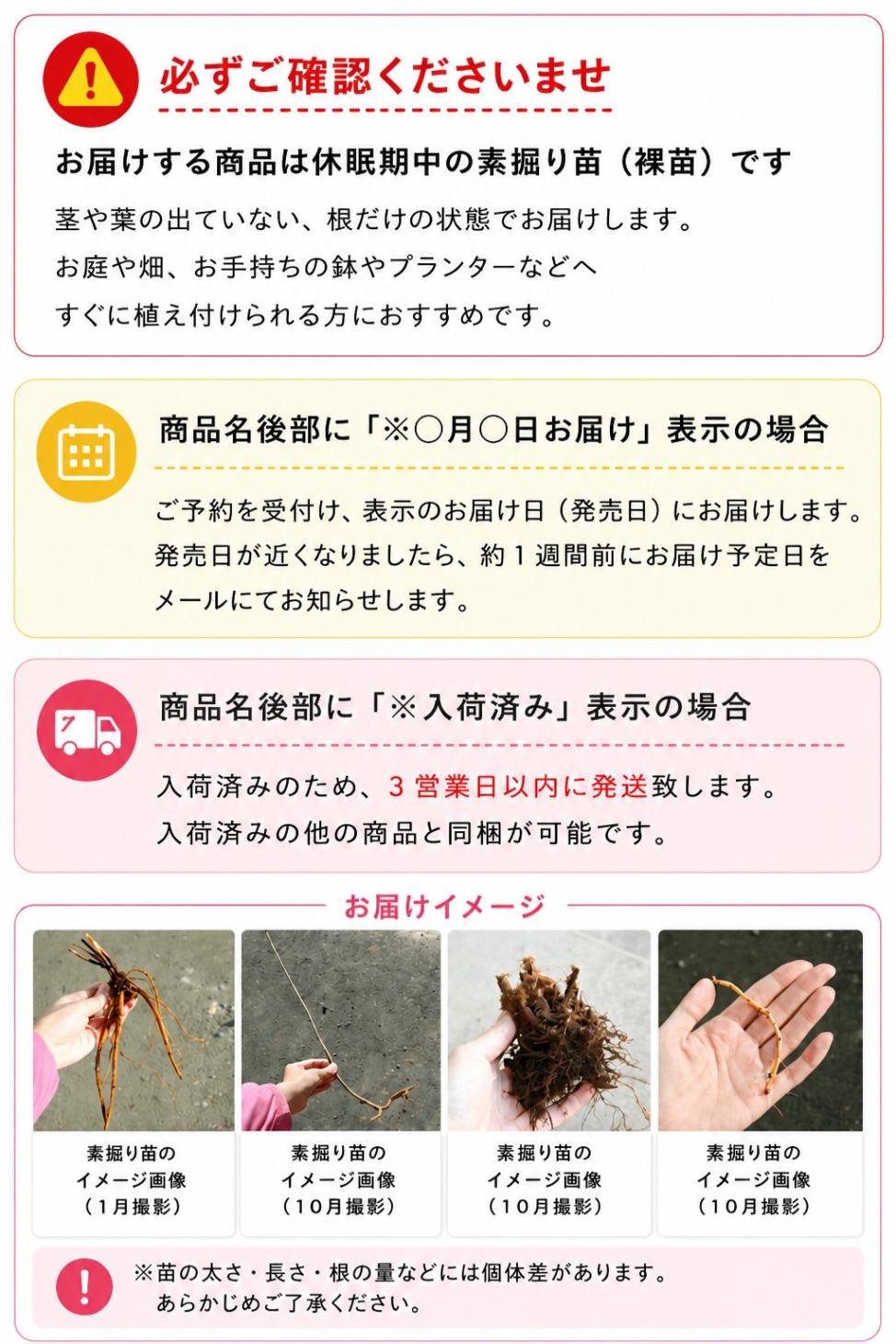 紫桜館山の花屋 | 全商品一覧 - 「ノアヤメ 素掘り苗 山野草/野アヤメ