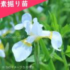 ��֥Υ���ᡡ�Ƿ����ġ�������/����/�Գ�/�����ٺѤ�