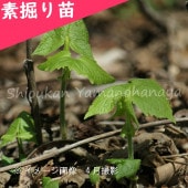 �ܥ��ʡ��Ƿ����ġ�������/���̥ɥ���/�����ٺѤ�