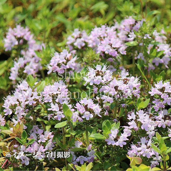 紫桜館山の花屋 開花時季から探す 夏に咲く植物 イブキジャコウソウ 日本イブキジャコウソウ 7 5 9cmポット苗 山野草 耐寒性多年草 タイム 伊吹麝香草 休眠期中 地上部なし