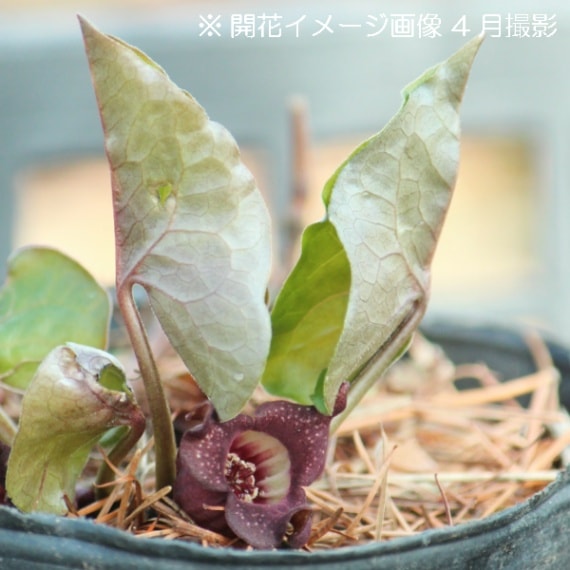 紫桜館山の花屋 | 全商品一覧 - 「ウスバサイシン 9cmポット苗 山野草