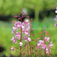 �����֥�ʥ����9cm�ݥå��ġ�������/�Ѵ���¿ǯ��/����/����̲ �Ͼ���̵��