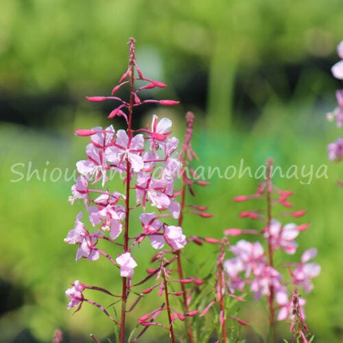 紫桜館山の花屋 | オンライン見積もり - 「薄桃花ヤナギラン 9cm