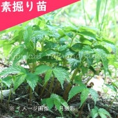 ֥ߥǷġ/Хߥ/֤ߤ/ٺѤ