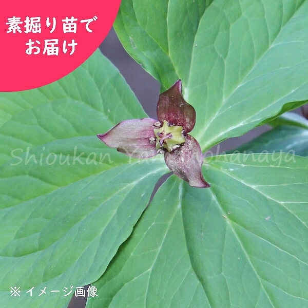 紫桜館山の花屋 開花時季から探す 春に咲く植物 エンレイソウ エンレイソウ 素掘り苗 山野草 延齢草 23年開花見込み株 入荷済み 出荷は3 15まで 取置き承ります