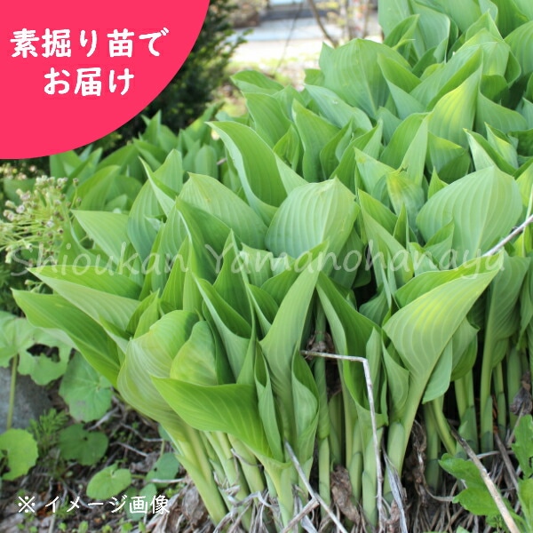 現品　繊細！ウバメガシ　特大苗　3mほど　山採り 紫桜館山の花屋 | 全商品一覧 - 「ウルイ 素掘り苗 山菜苗/オオバ