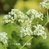ȥ9cmݥåġ/Ѵ¿ǯ/Ϻ/2026ǯָ/7/11դŸ