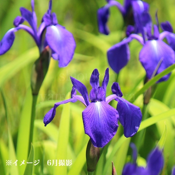 紫桜館山の花屋 | オンライン見積もり - 「カキツバタ 10.5cmポット苗