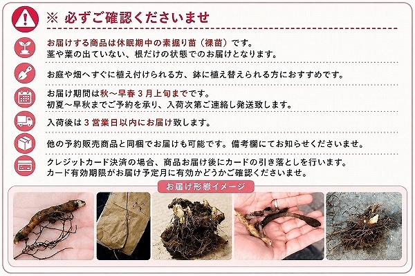 紫桜館山の花屋 | 全商品一覧 - 「日本カタクリ 素掘り苗 山野草/堅