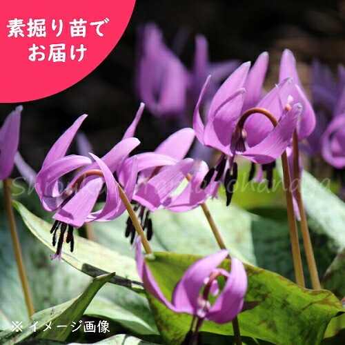 紫桜館山の花屋 開花時季から探す 早春に咲く植物 カタクリ 日本カタクリ 素掘り苗 山野草 堅香子 23年開花見込み株 入荷済み カタクリ たかさご 堅香子 山野草 宿根草 苗 販売 山草 紫桜館 通販 購入 山菜