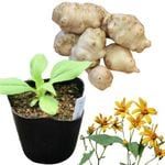 ��긩���������⡡10.5cm�ݥåȲ������ġ���ư�/���ݴ����������Ի���/������