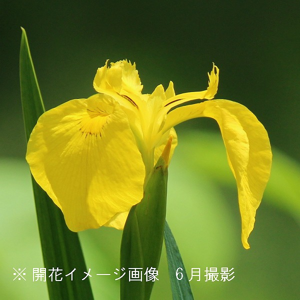 紫桜館山の花屋 | オンライン見積もり - 「キショウブ 10.5cmポット苗