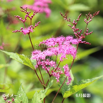 宿根草 6ポットセット ポットごと 予約・早割】宿根草 苗 セット 9cm