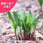 ���祦����˥�˥����Ƿ����ġ�������/�����̥ͥ�/3��5ǯ������/�����ٺѤ�
