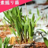 ���祦����˥�˥����Ƿ����ġ�������/�����̥ͥ�/3��5ǯ������/�����ٺѤ�