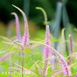 ���֥�����������9cm�ݥå��ġ�������/�Ѵ���¿ǯ��/�峬��/��4/12��᤭�Ϥ�