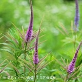 ֥9cmݥåġ/Ѵ¿ǯ/峬/ֽλ 8/1դ