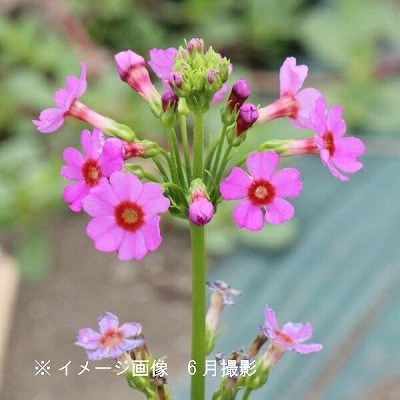 クリンソウ　花色ミックス 　種　山野草　耐寒宿根草　九輪草 花の種　メルカリ便 000000000122_usgmSUR.jpg