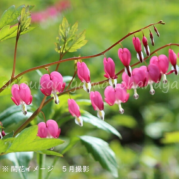 紫桜館山の花屋 | ☆開花時季から探す,春に咲く植物,ケマンソウ（別名