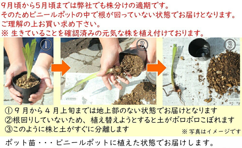 紫桜館山の花屋 | オンライン見積もり - 「コウホネ 10.5～12cmポット