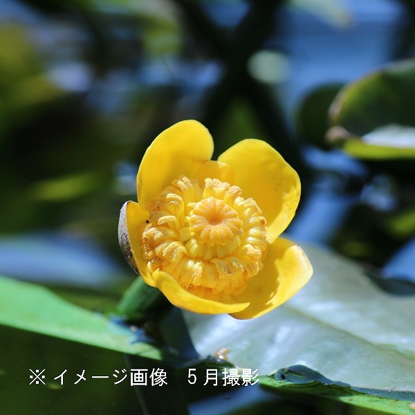 コウホネ 河骨 茶花 (お得な お纏め 20株 ) コウホネ 河骨 茶花 (お得な お纏め 20株 )