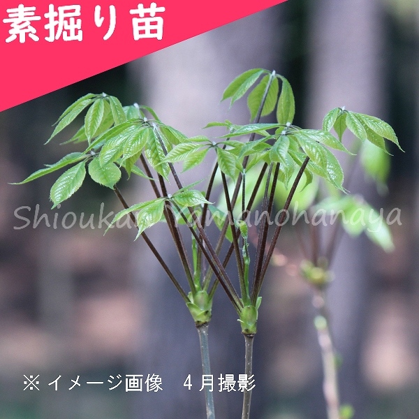 紫桜館山の花屋 | 全商品一覧 - 「コシアブラ 樹高30～50cm 素掘り苗