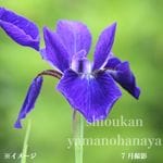 ᡡ10.5cmݥåġ/Ѵ¿ǯ/ʸ/Գ/̲ Ͼ̵