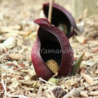 󥽥1215cmݥåȲֲդġ¿ǯ/ӥȡ//̲